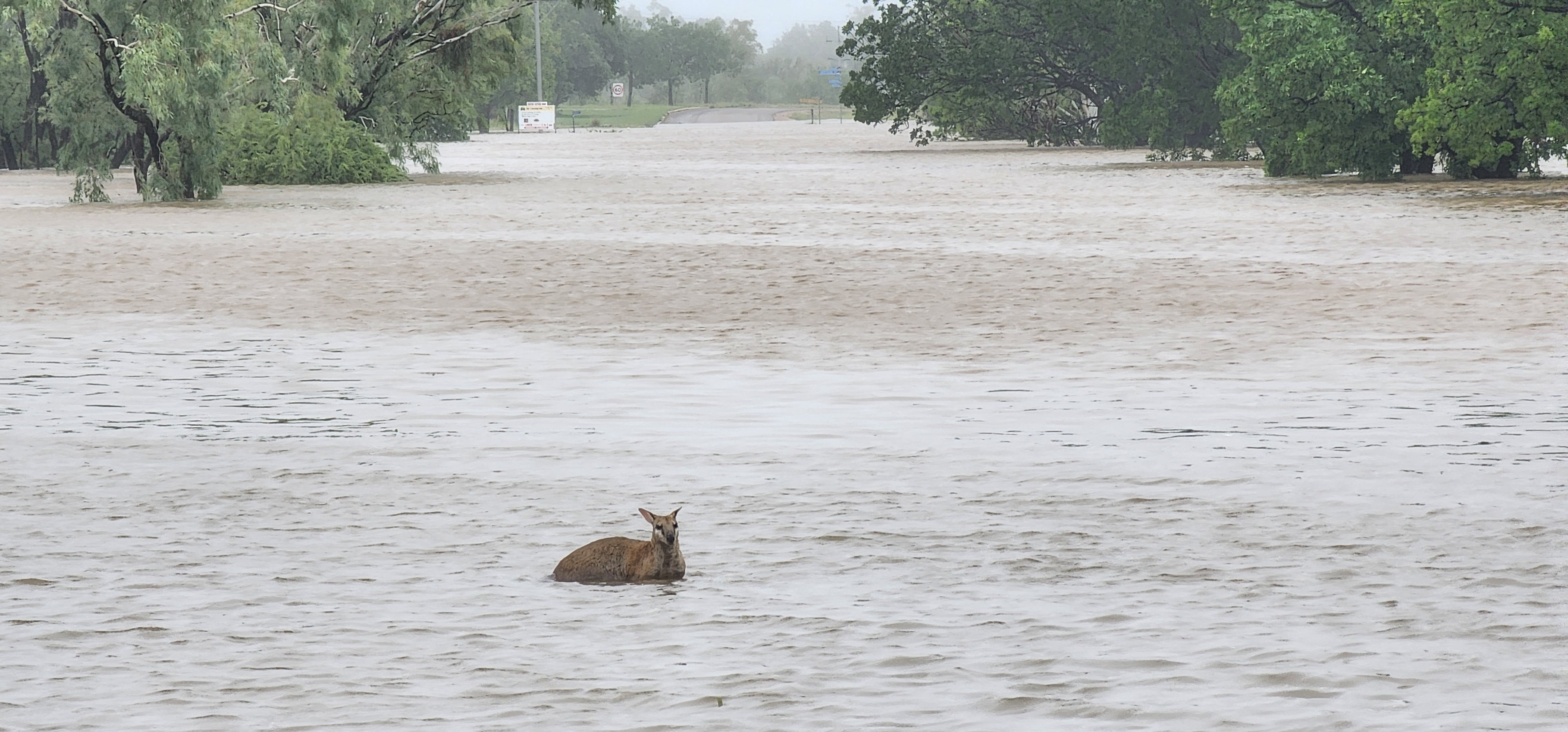 Wallaby passes through floodwaters at Fitzroy Crossing