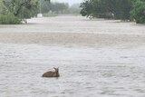 Wallaby passes through floodwaters at Fitzroy Crossing