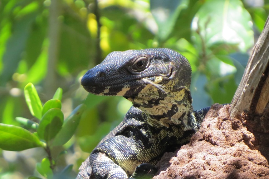 A goanna sits in a tree.