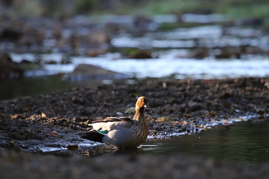 A pollution incident at Brandy and Water Creek in Figtree hasn't deterred a local duck