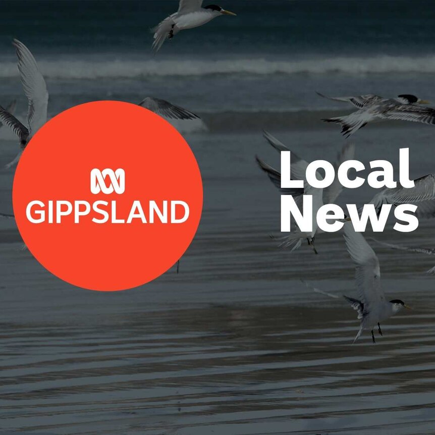Seabirds fly low across a beach shore; ABC Gippsland logo and Local News superimposed over the top.