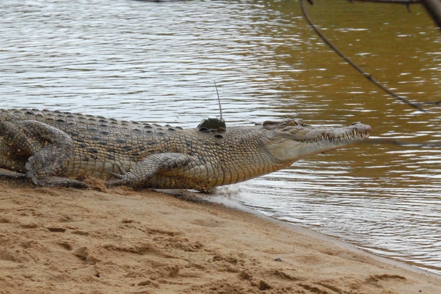 Crocodile fitted with a GPS in Lakefield National Park