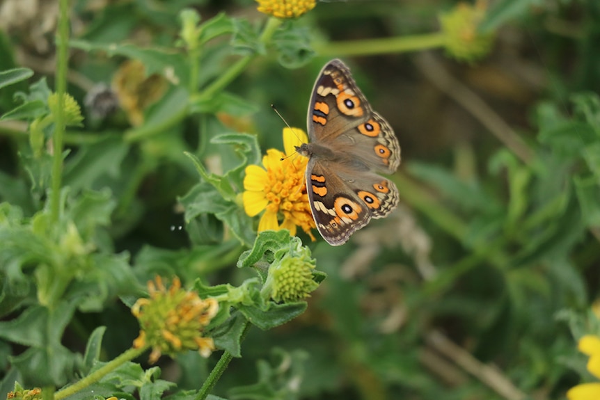 Meadow argus butterfly