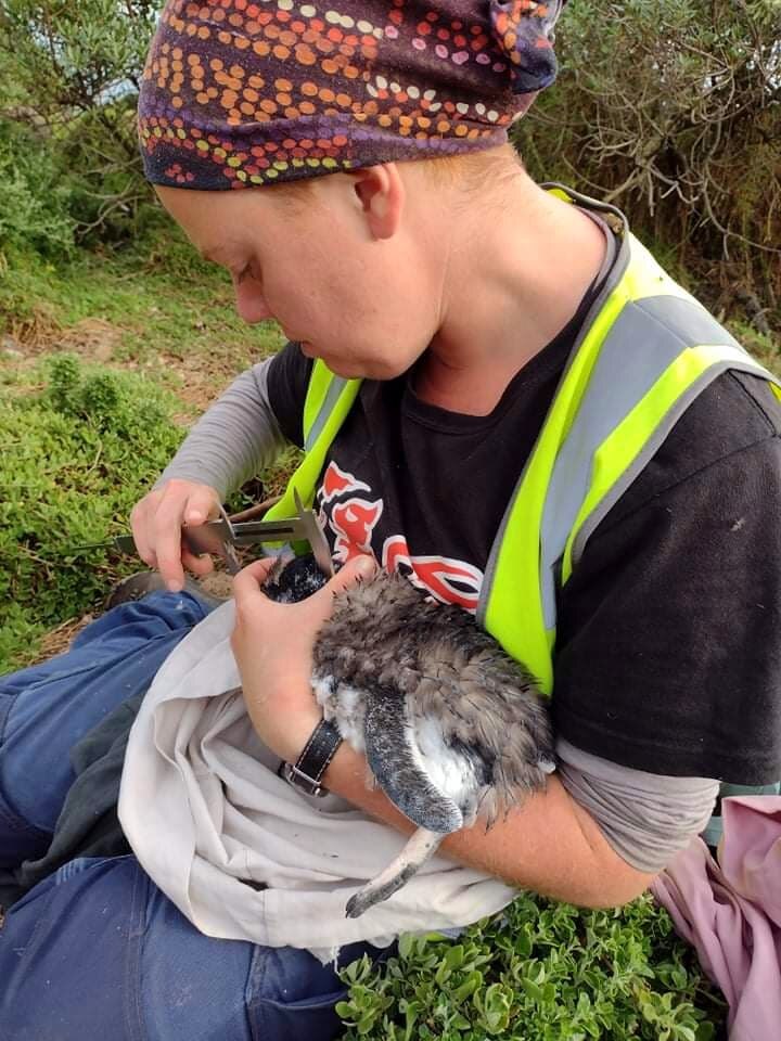 A woman in a high-vis vest holds a small penguin and takes a length measurement.