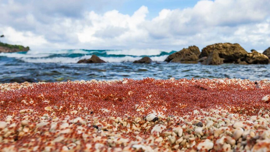 Ribuan anak kepiting menutupi tanah, tak jauh dari laut di Pulau Christmas.