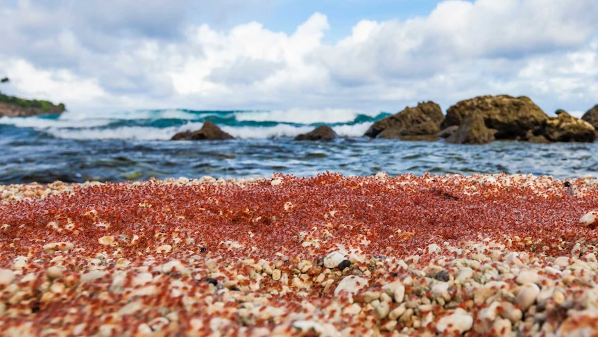 Ground level view of thousands of baby red crabs covering the landscape, with the ocean in the near distance.