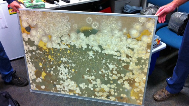 Mould on a whiteboard