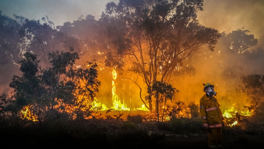 A firefighter stands infront of burning trees.