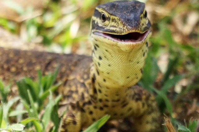 A close-up of a goanna.