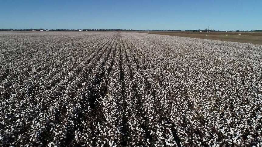 Cotton crop from above