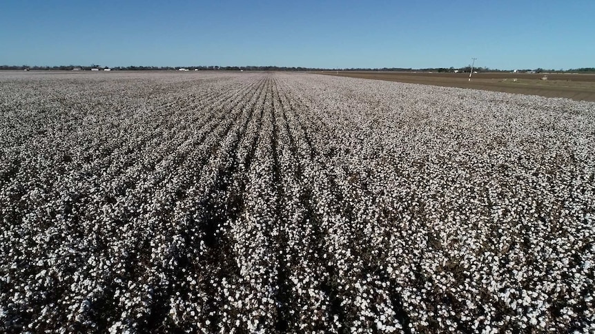 A landscape shot of a cotton crop.