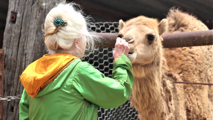 Woman wearing a green jumper feeds a camel through a fence.