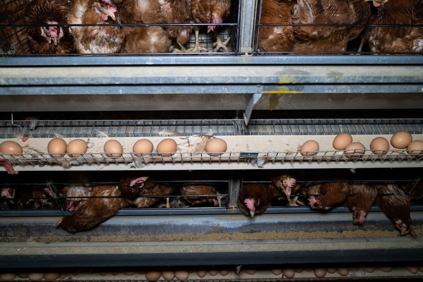 Egg laying chickens in cages.