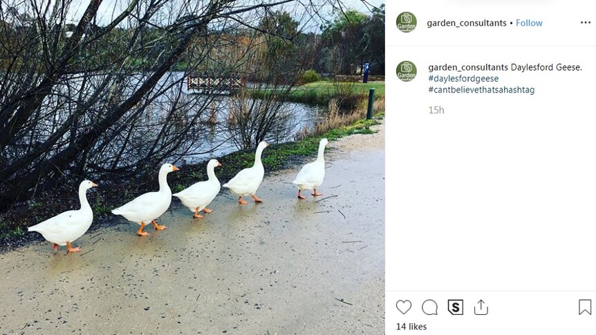 Five geese walk in a line near Lake Daylesford.