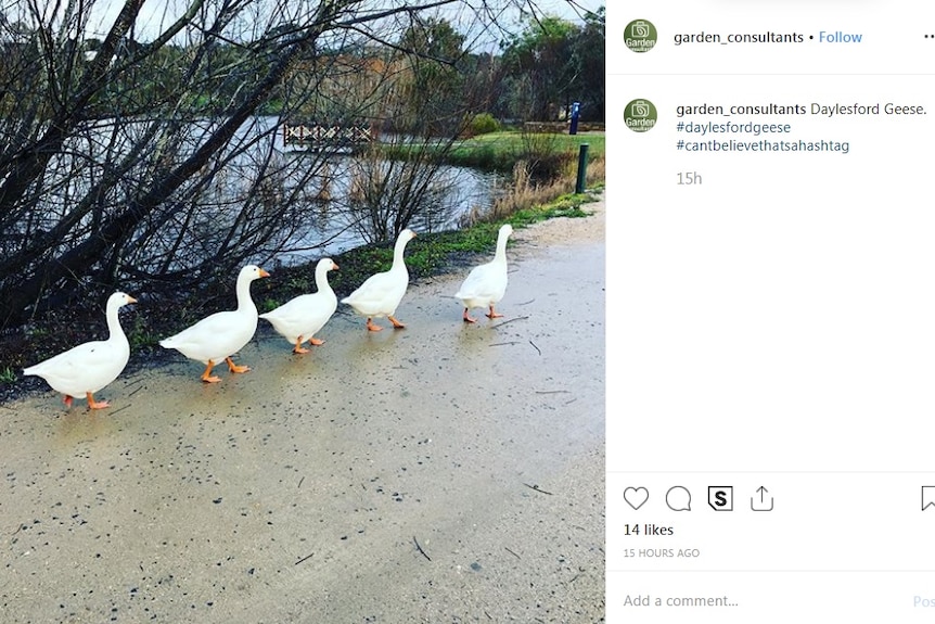 Five geese walk in a line near Lake Daylesford.