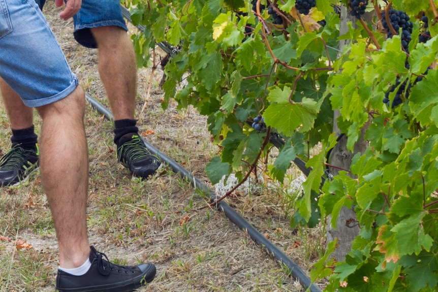 Irrigation lines on the vineyards in Stanthorpe.