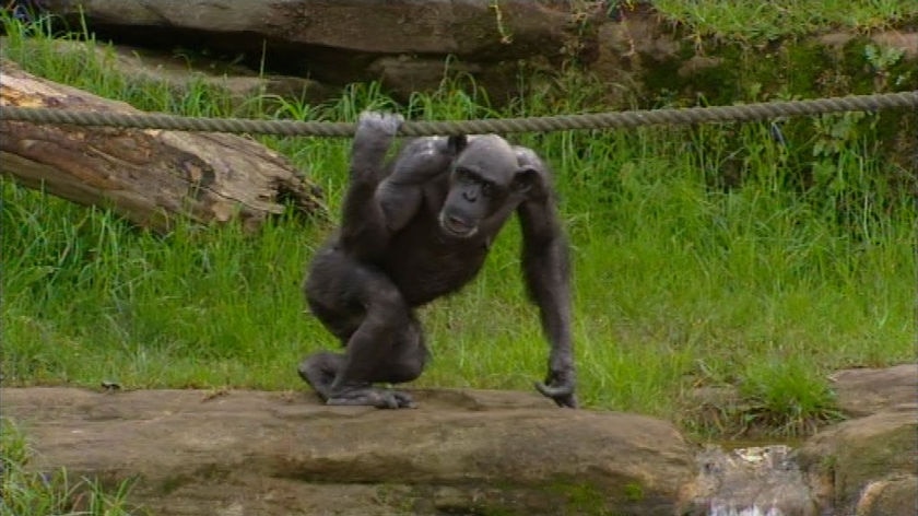 Monarto Zoo takes to the web to try to fund a chimpanzee enclosure.