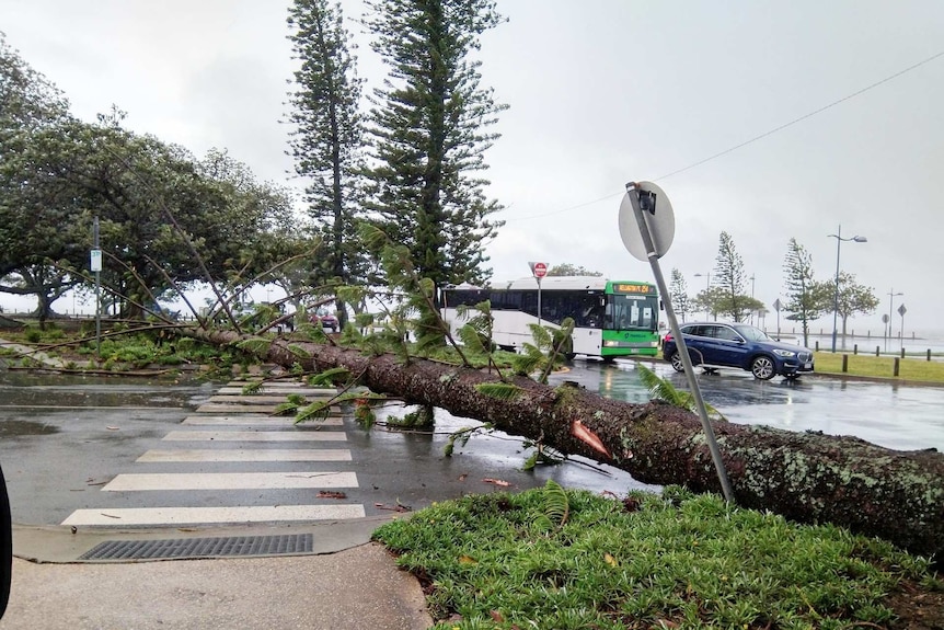 A tree across a road.