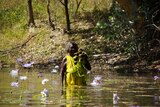 Aboriginal woman in a billabong at Mission Gorge harvesting waterlilies