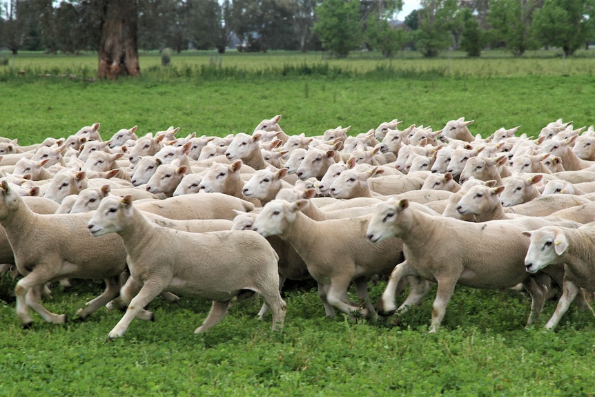 a flock of lambs in a green paddock 