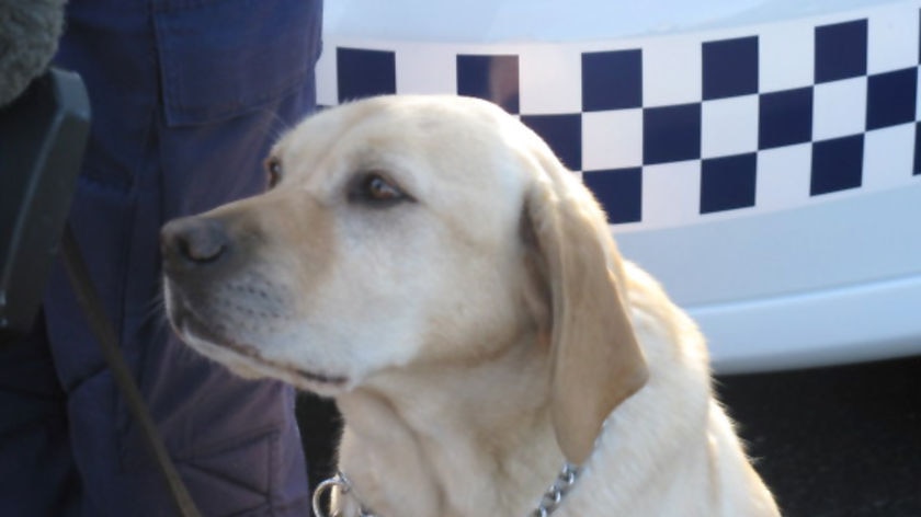 Drug sniffer dog (ABC News)