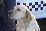 Tasmanian drug sniffer dog May 2, 2008