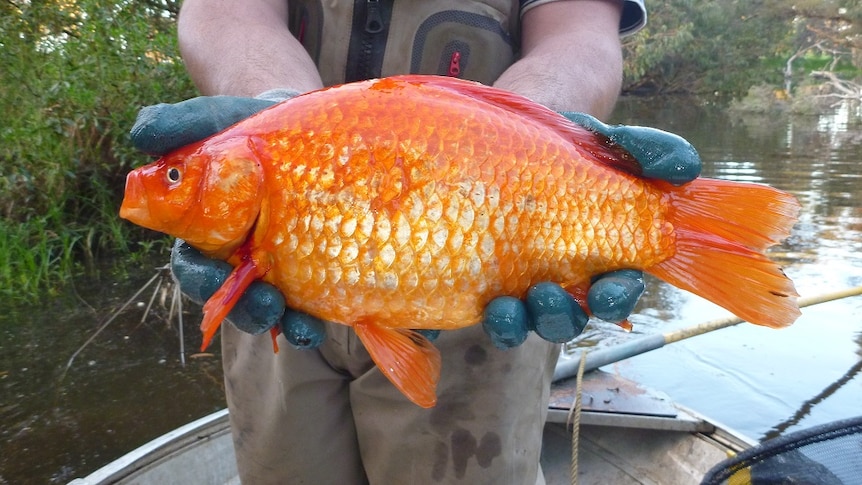 A 1.9kg goldfish founds in the Vasse River.