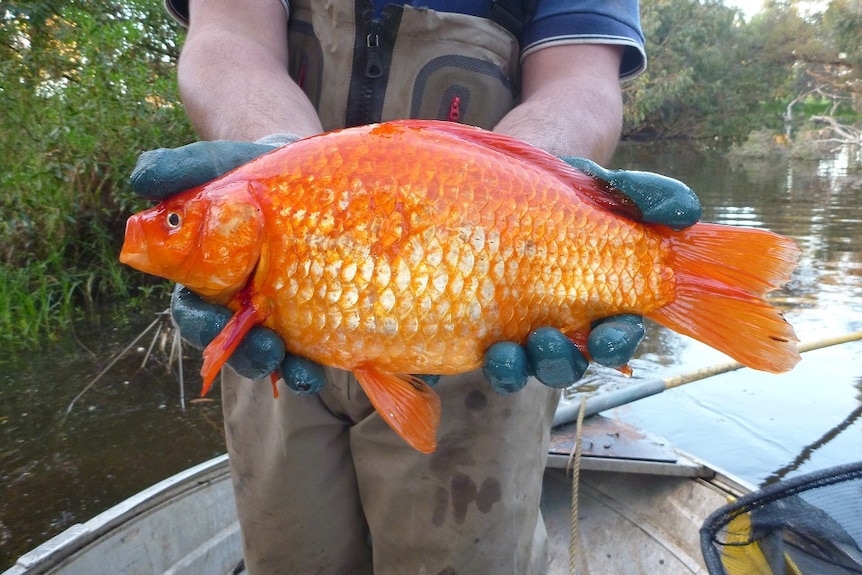 A 1.9kg goldfish founds in the Vasse River.