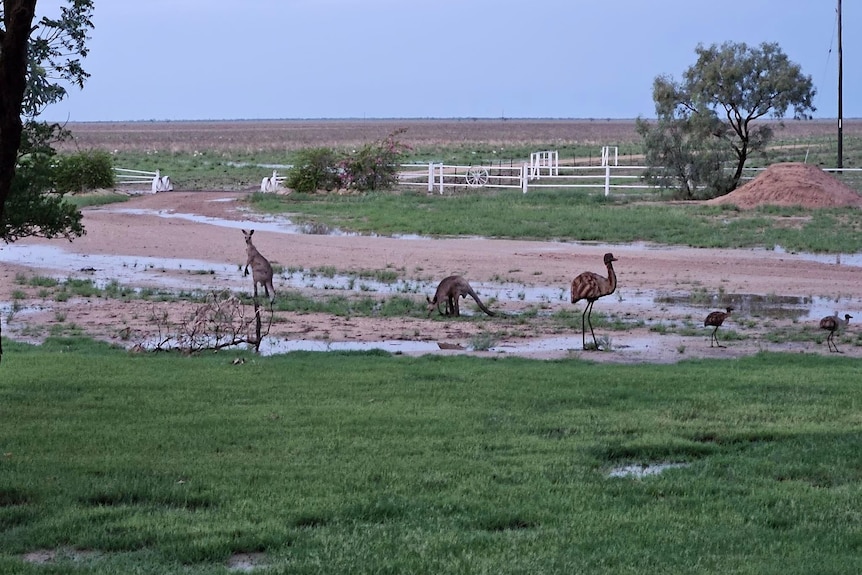 Emus and kangaroos on a wet paddock