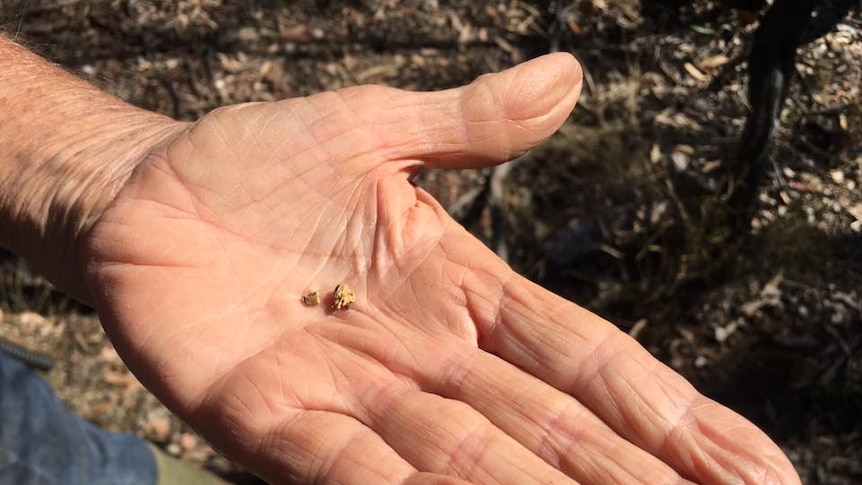 Small gold nuggets found near Clermont