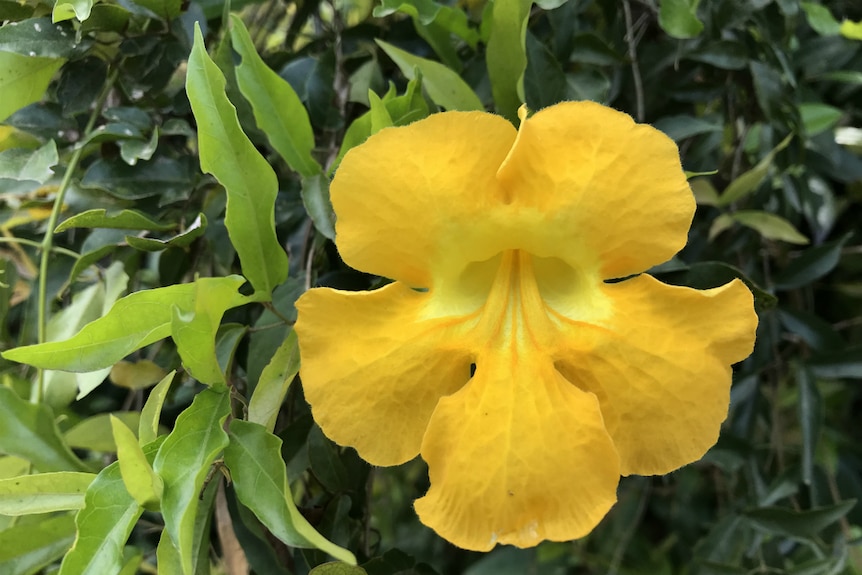 A pretty yellow cats claw creeper flower.