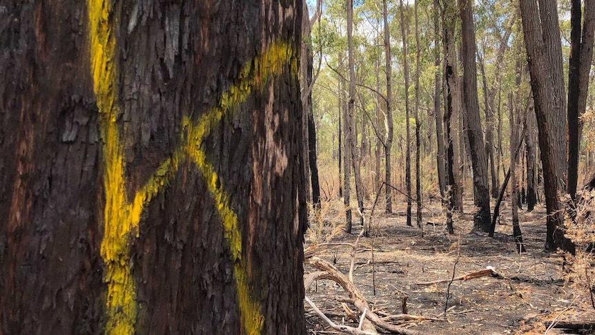 A native tree in a forest with a yellow 'K' sprayed painted on to its trunk.