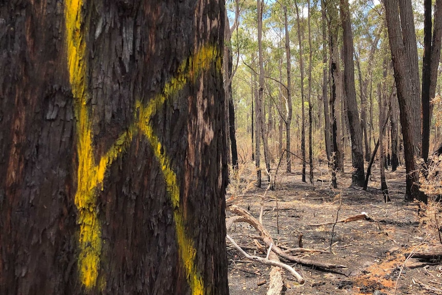 A native tree in a forest with a yellow 'K' sprayed painted on to its trunk.