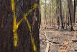 A native tree in a forest with a yellow 'K' sprayed painted on to its trunk.