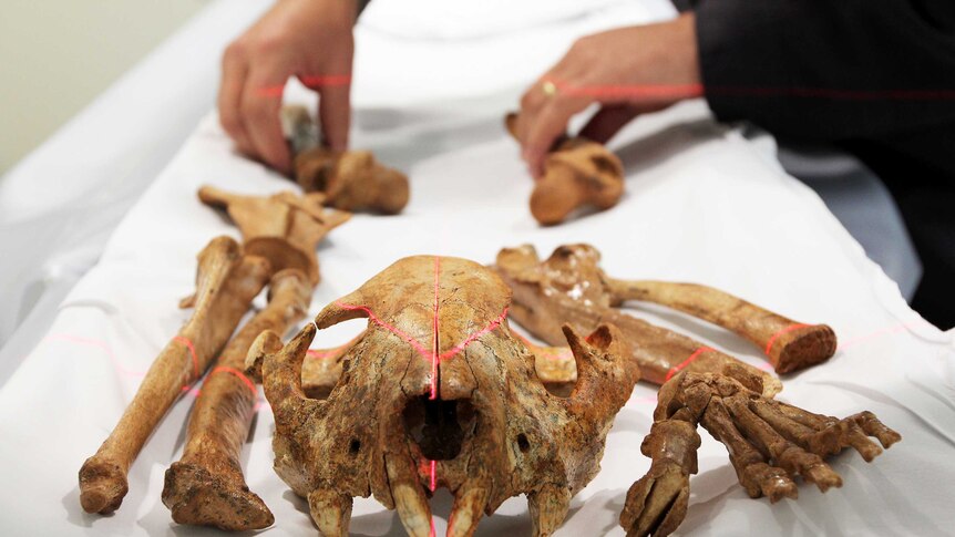 The skull and leg bones of an extinct marsupial lion are scanned at Naracoorte Hospital.