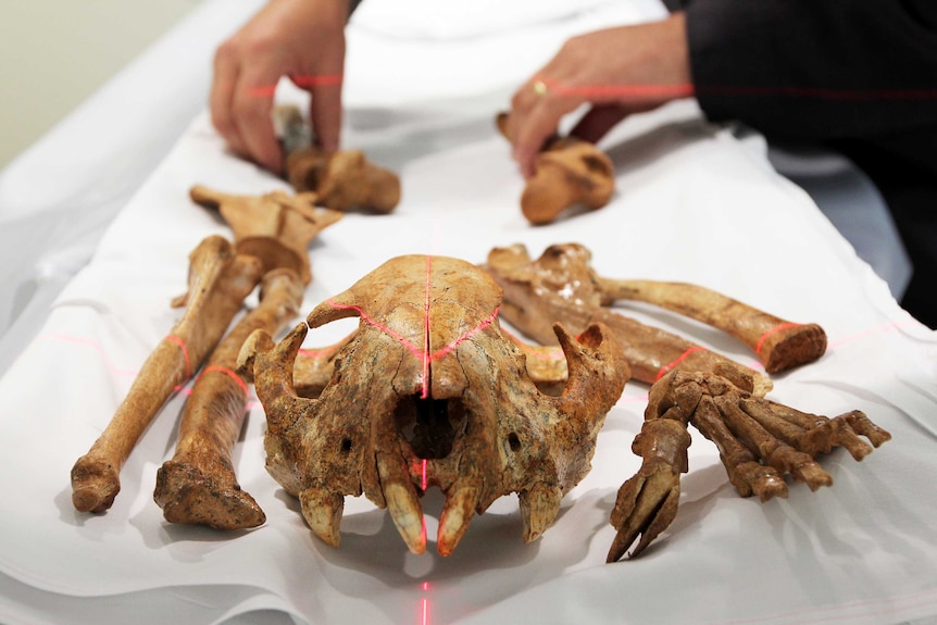 The skull and leg bones of an extinct marsupial lion are scanned at Naracoorte Hospital.