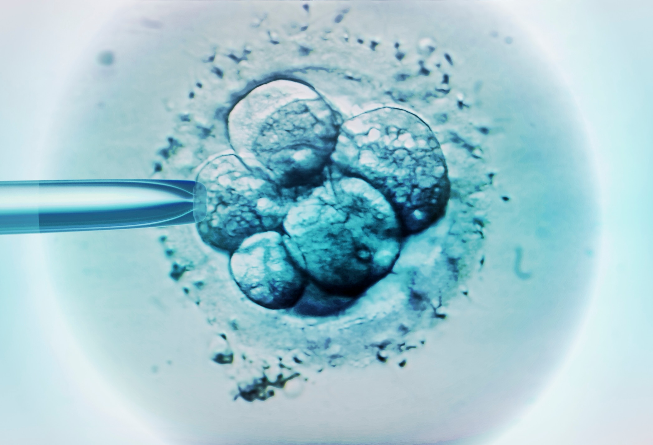 Why Scientists Want Longstanding '14-day Rule' For Human Embryo ...