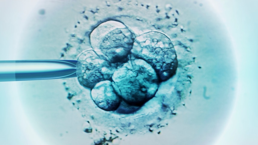 Light micrograph of embryonic cells