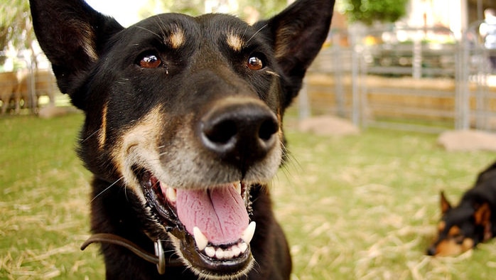 Starchy genes made dog into Man's best friend
