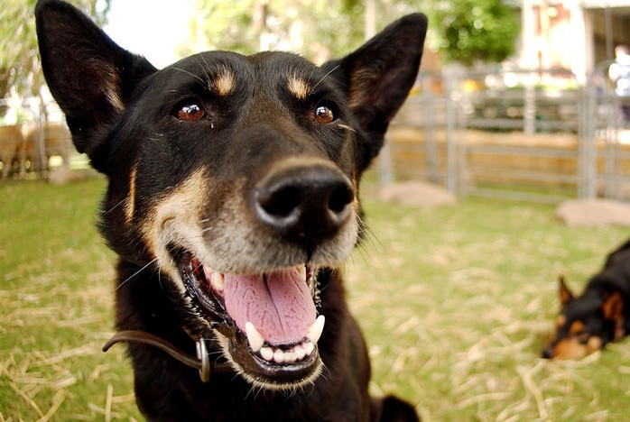 A smiling sheep dog, with another dog in the background.