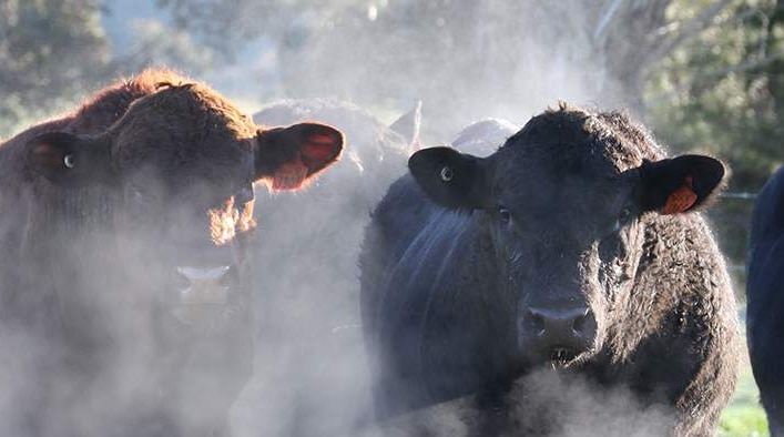 Cattle from Jon Wrights property in Cowra NSW.