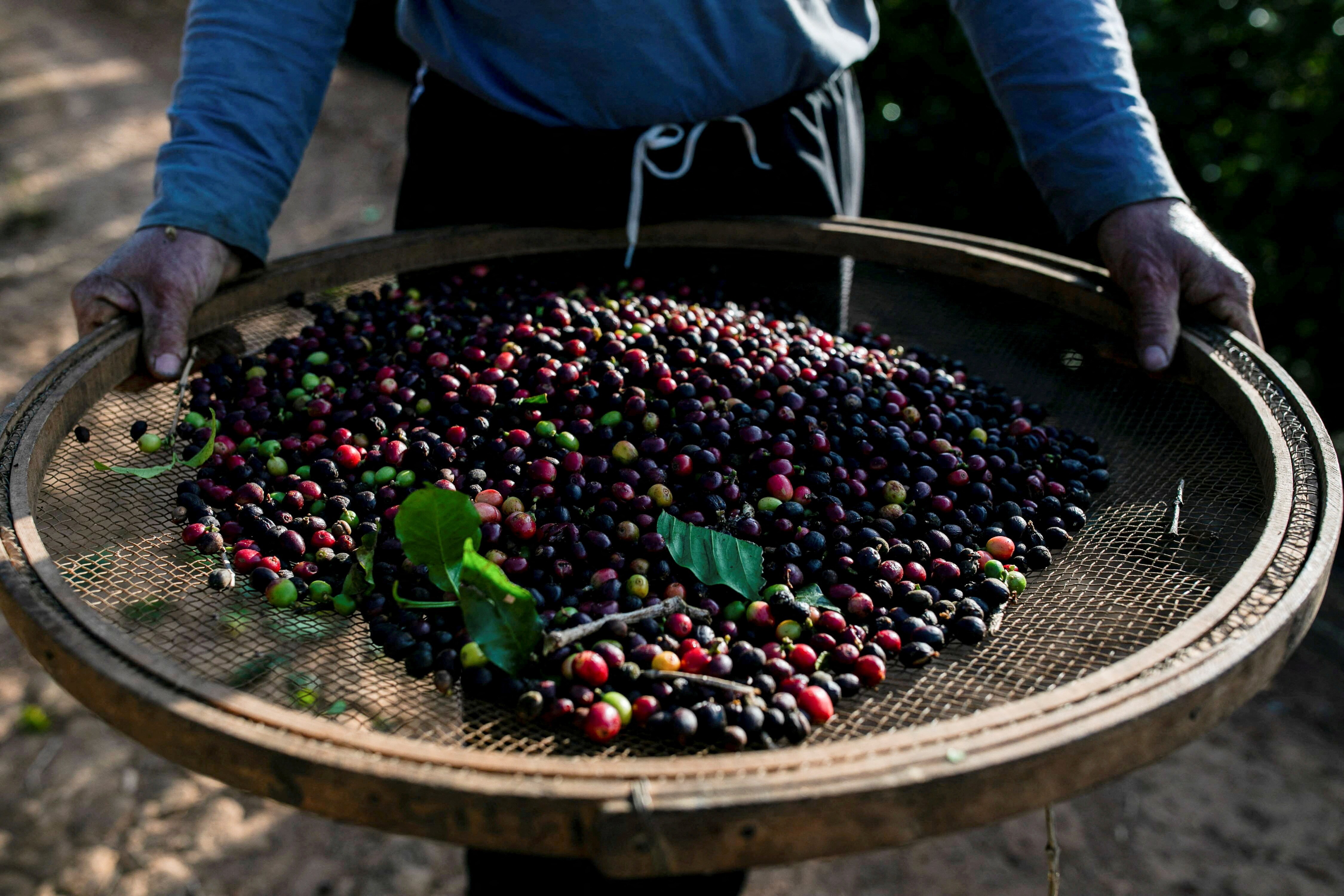 A photo of a pair of hands holding a basket with coffee cherries in it.