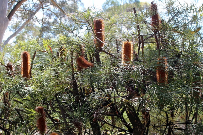Hairpin banskia (Banksia spinulosa) at the Australian National Botanic Gardens