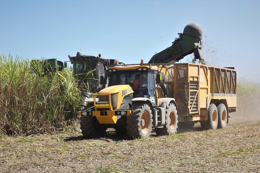 A harvester harvests sugar cane from a field.