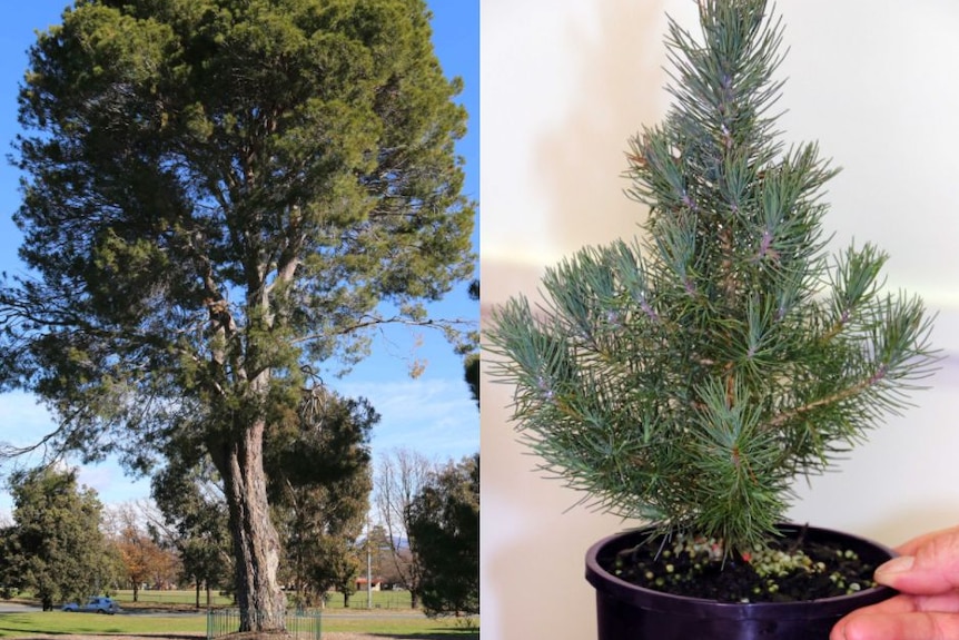 A split image showing a large pine tree growing outside and another in a pot.