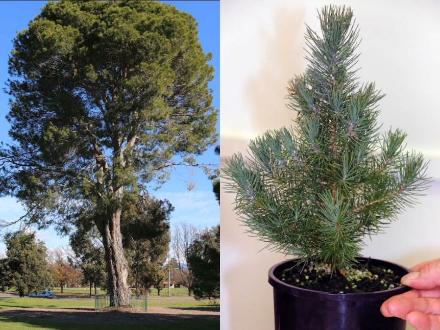 A split image showing a large pine tree growing outside and another in a pot.