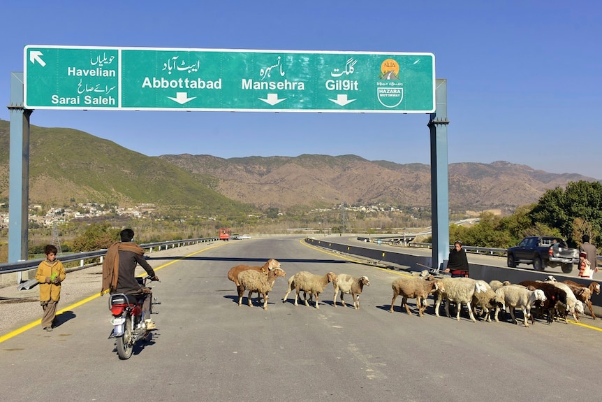 A motorcyclist drives past sheep on a newly built road, with low mountains seen in the background. 