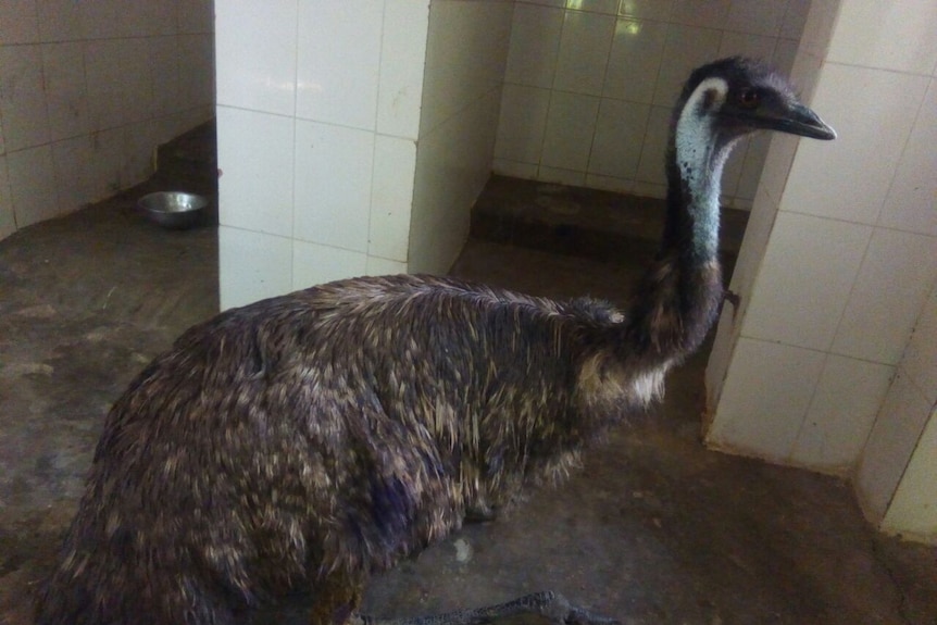 The emu sitting on the floor at the rescue shelter