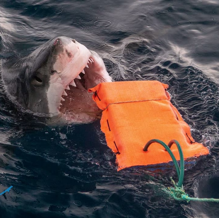 A close-up of a white shark, open mouthed, about to bite neoprene material.