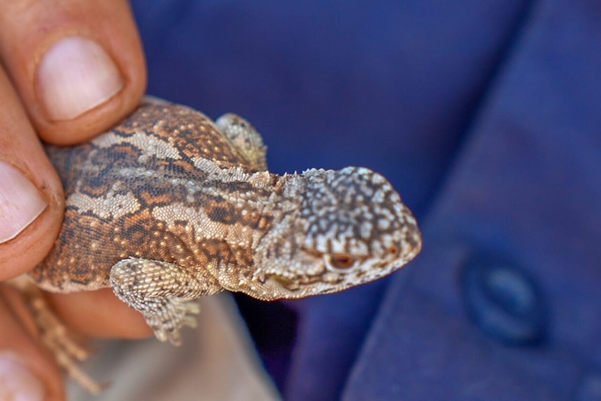 Close-up of a tiny lizard with ochre stripes and light spots held gently in the hand of an unseen handler. 